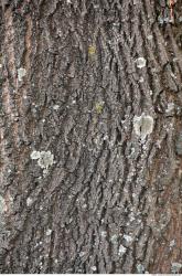 Tree Bark